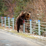 ours sur garde-corps